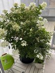 Hortensia inkl kruka och fat