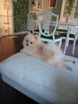 Pomeranian hane