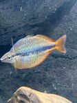Melanotaenia Trifasciata och Glossolepis incisus. 