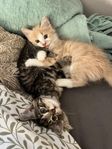Kattungar 12 veckor