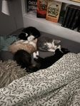 Kattunge 12 veckor