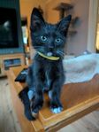 Leveransklar kattunge