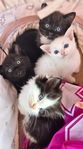 Underbara Ragdoll blandade kattungar