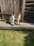 Kattuggla och Skogshare