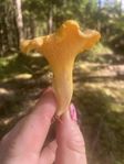 kantareller 