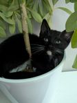 Leveransklar kattunge