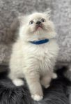 Ragdoll Kattungar