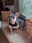 Fransk bulldog pojke 5 år