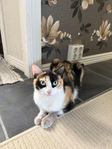 Katt 