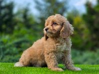 Söt Cavapoo GENOMSNÄLL och otroligt rar personlighet 