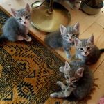 Kattungar, leveranklara.