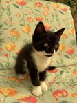 Hankatt