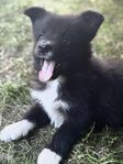 Border Collie / Finsk Lapphundsvalpar