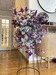 Tradescantia ‘Rosa Sunset’ till salu – 300 kr