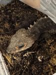 Rödögd krokodilskink