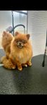 renrasig pomeranian tik 