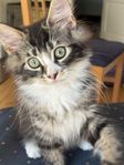 Disneygänget – underbara kattungar