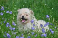 Pomeranian valpar / Dvärgspets