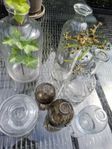 Glas Vaser
