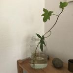 Växt - skott, Filodendron Florida