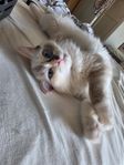 Kattungar Ragdoll
