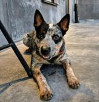 omplacering australian cattledog