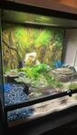 terrarium 60x45x45
