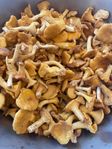 kantareller