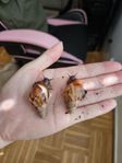 Afrikanska jättelandsnäckor, Lissachatina fulica