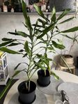 Doftdracena