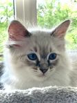Raggdoll kattungar 