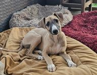 Underbar liten Whippetkille
