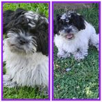 blandrasvalpar havva-shih-poo