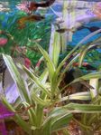 guppies 