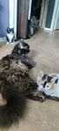 Maine coon kattungar 