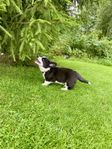 Welsh corgi cardigan