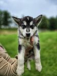 leveransklara malamute tikar utan anmärkning
