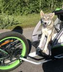 Schäferhusky Hona 6mt