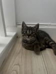 katt 