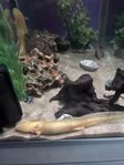 Axolotl 2st