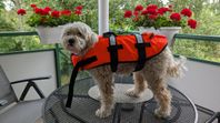 Hund flytväst och regnkappa
