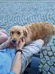 Blandras Golden retriever 