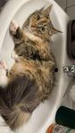 Katt, Omplacering 