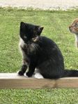 kattungar