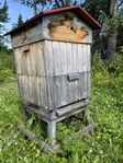 Träkupor med bisamhällen