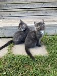 kattungar Ragdoll/maincoon/ norsk skogis