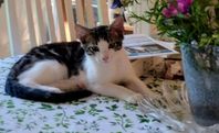 Charmiga kattungar till kärleksfulla för alltid hem
