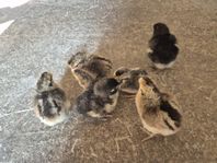 kycklingar och unghöns