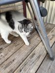 katt hona Elsa 