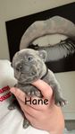 friska blåa fransk bulldog valpar 